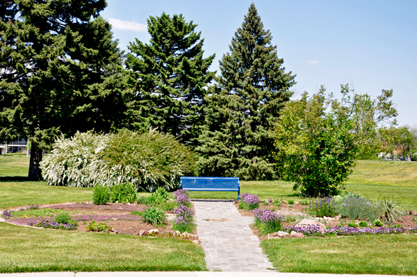 sitting bench and trees